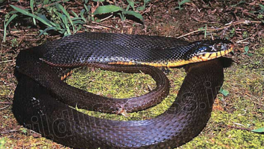 Plainbelly Water Snake