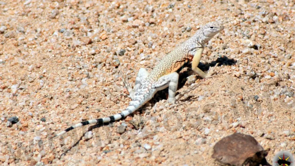 Zebra-tailed Lizards are the animals that live in the desert