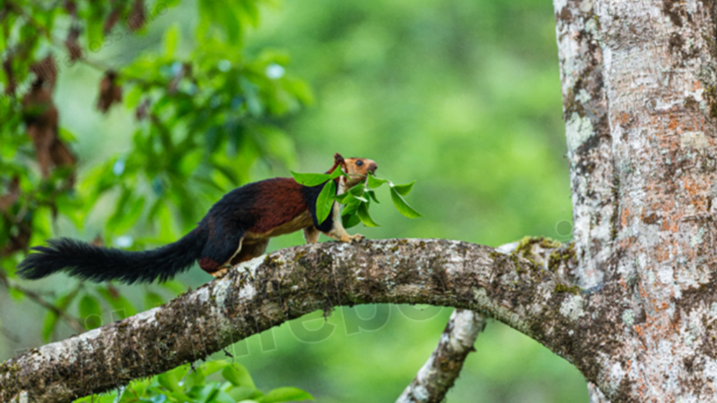 Spiny Squirrels