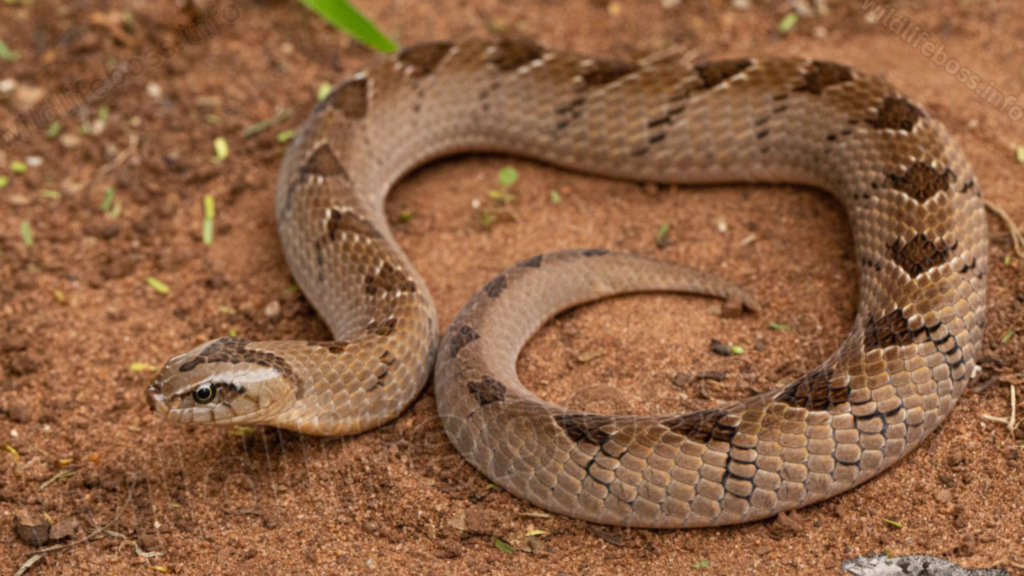 Snouted Night Adders