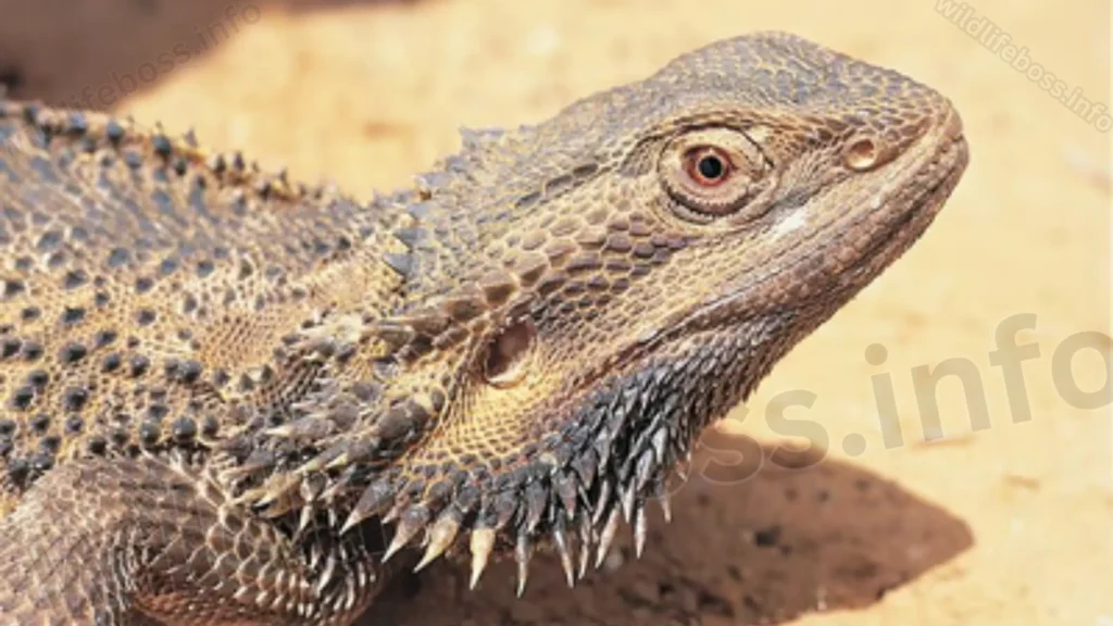 Bearded Dragons