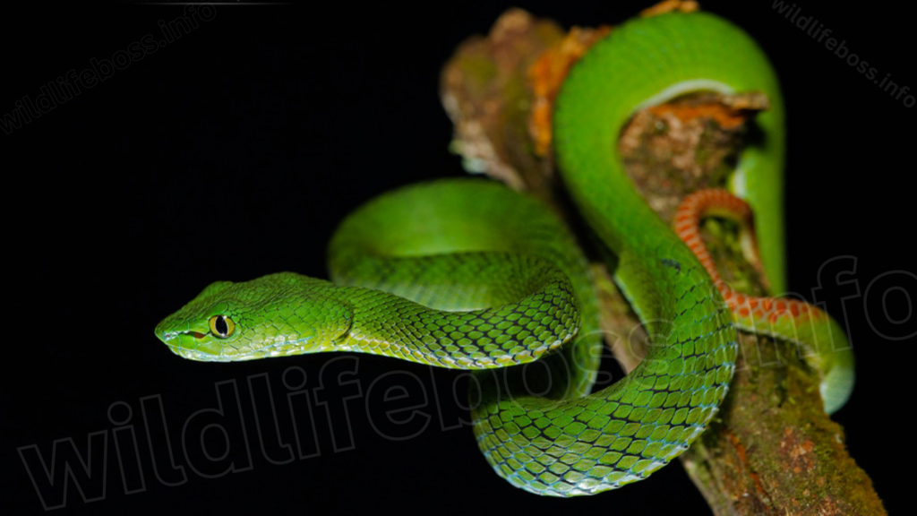 Velvet Pit Vipers