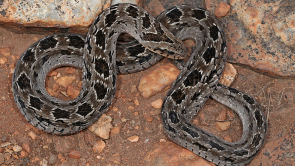 West African Night Adders