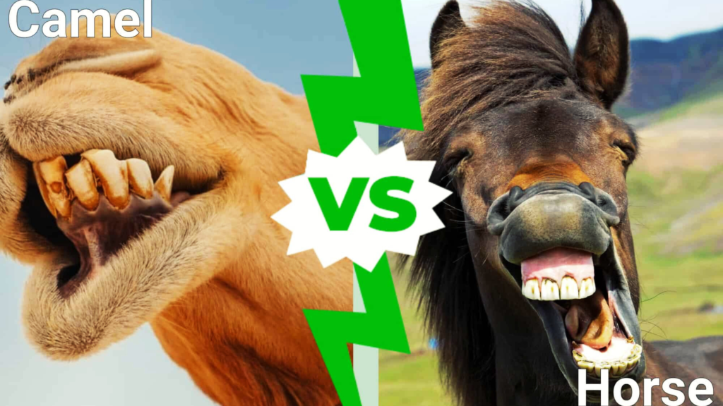 Camel vs horse