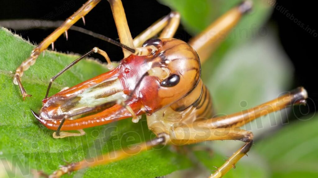 King Crickets are the Types of Crickets