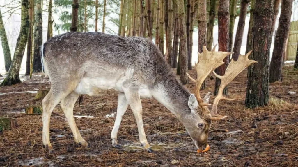 Deer Eat Hickory Nuts