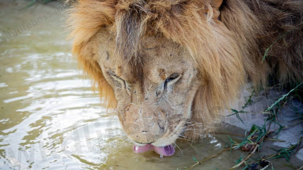 Lions Swim