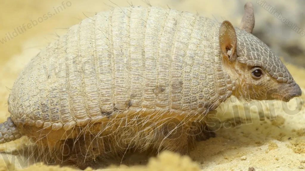 Armadillos Lay Eggs