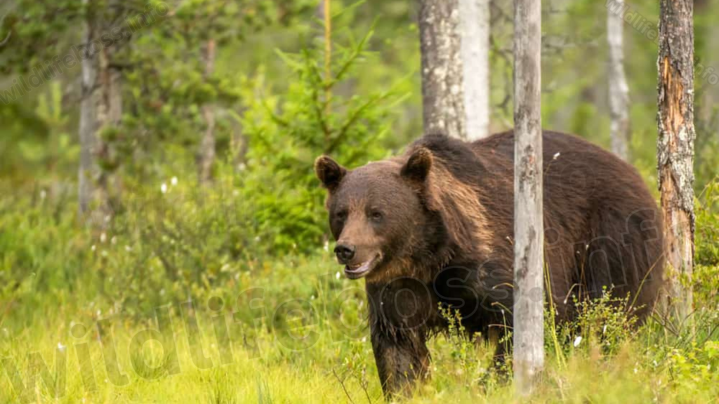 Bears Eat Deer