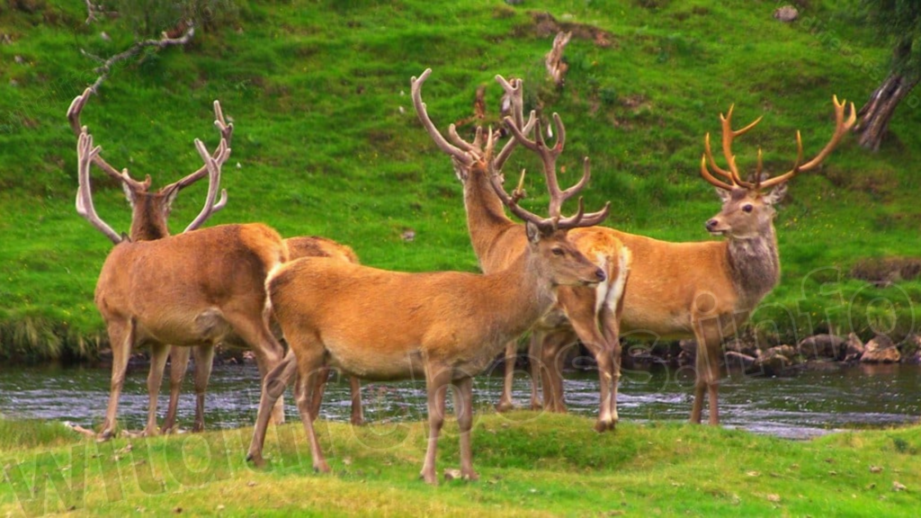 group-of-stags