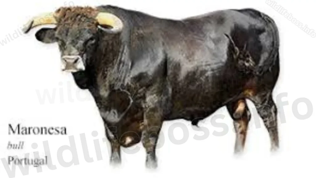 Maronesa Cattle are the Types Of Cows