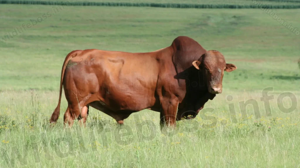 Afrikaner Cattle