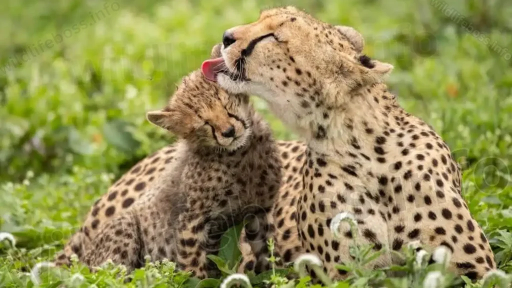 Cheetahs